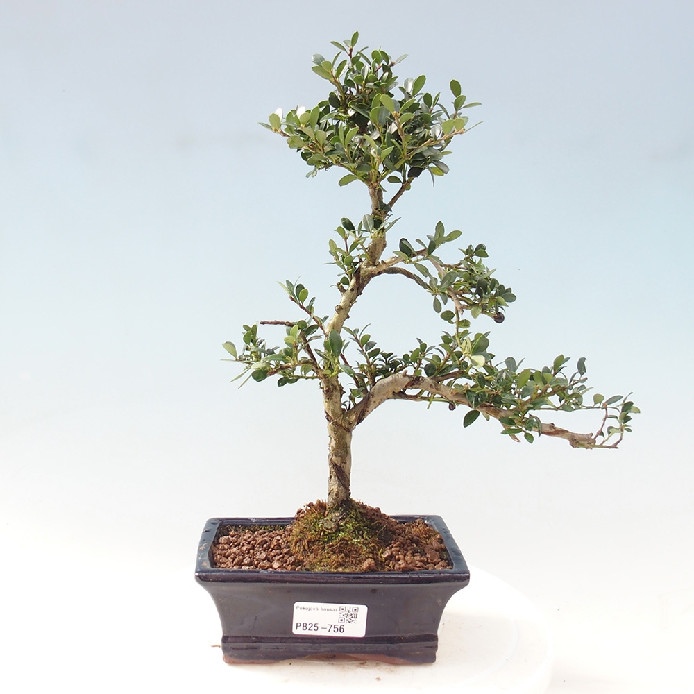 Zimmerbonsai - Ilex crenata - Holly