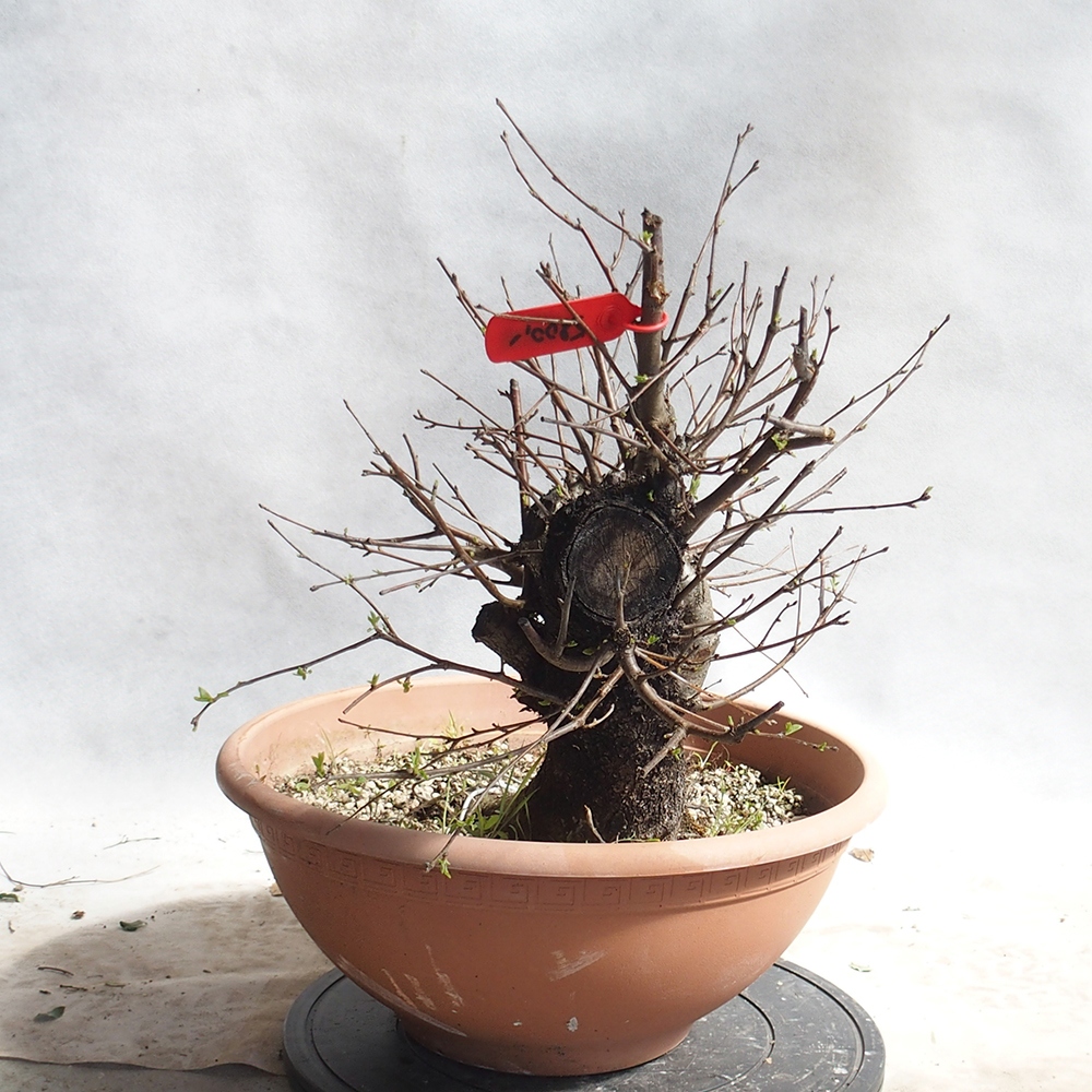 Outdoor Bonsai -Mahalebka - Prunus Mahaleb
