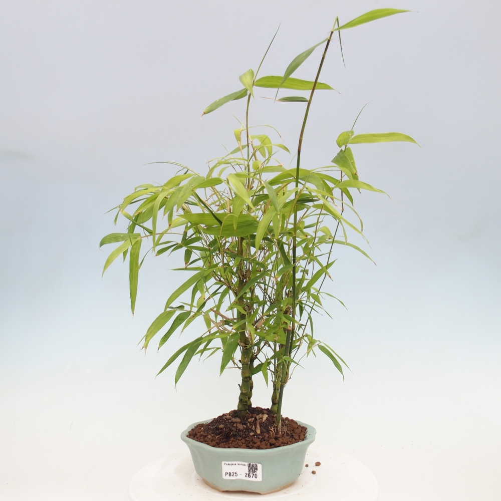 Zimmerbonsai - Bambus-Buddha-Bambus-Buddha-Bauch