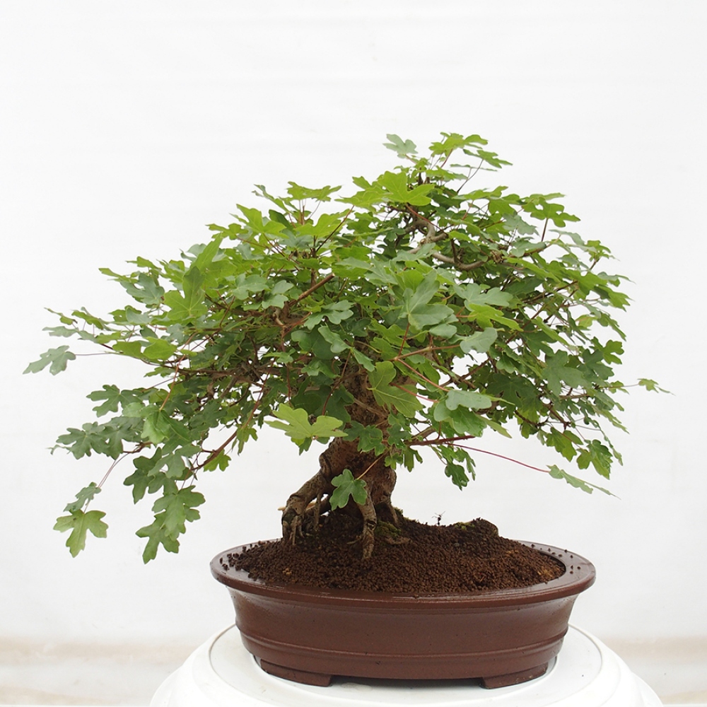 Outdoor-Bonsai - Acer Campestre - Baby-Ahorn