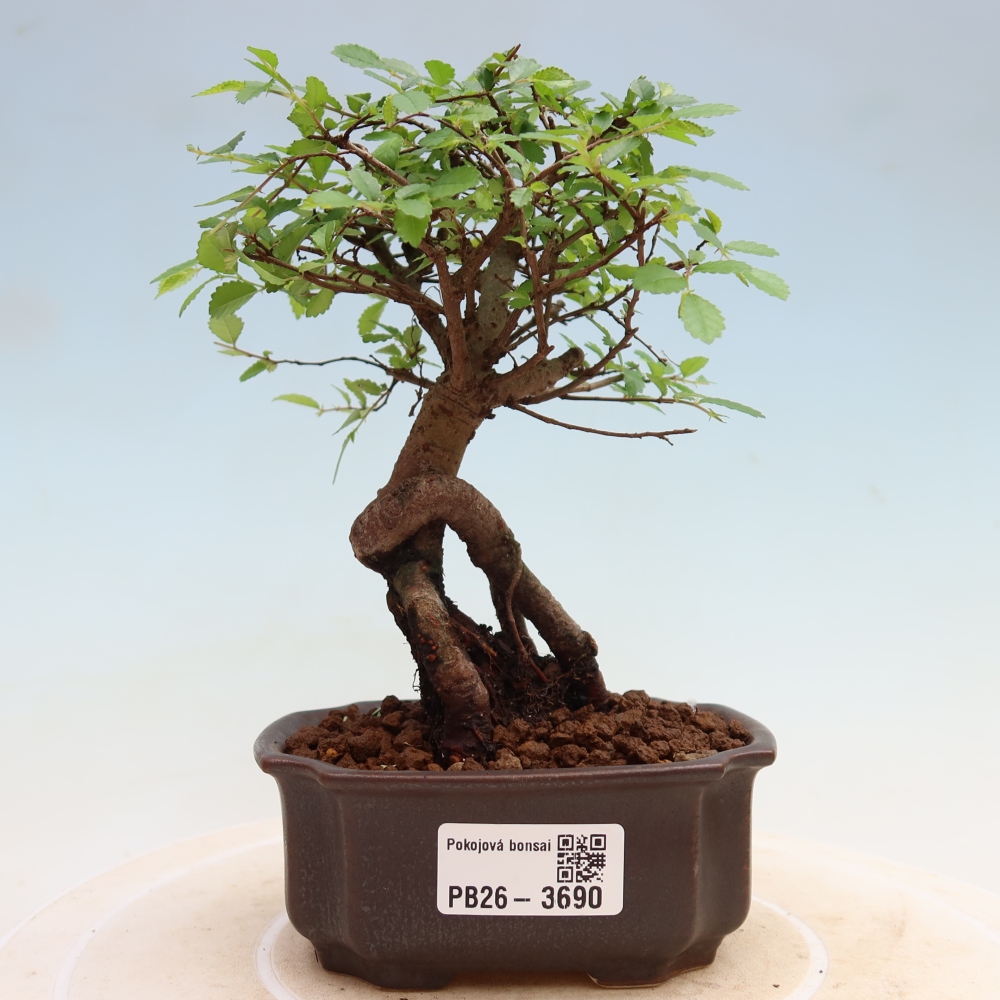 Zimmerbonsai - Ulmus parvifolia - Kleinblättrige Ulme