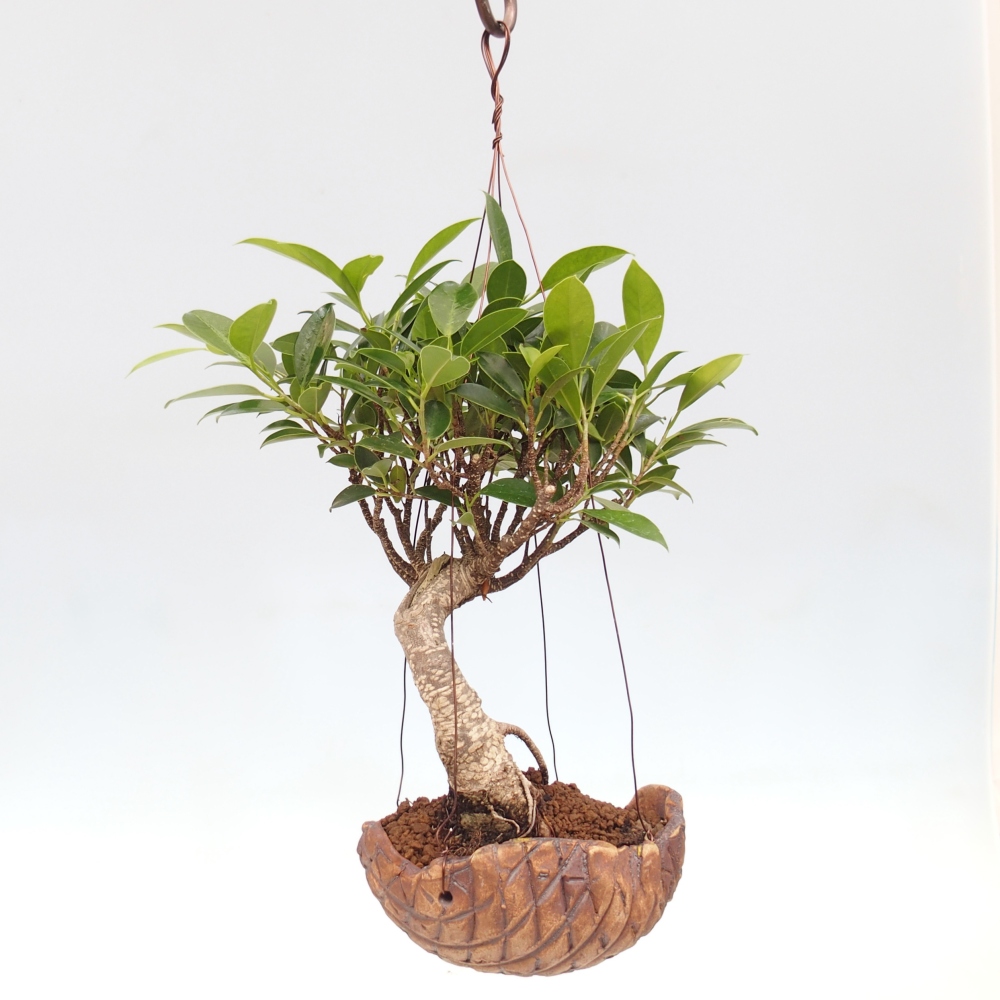 Kokedama aus Keramik - Kleinblättriger Ficus - Ficus kimmen