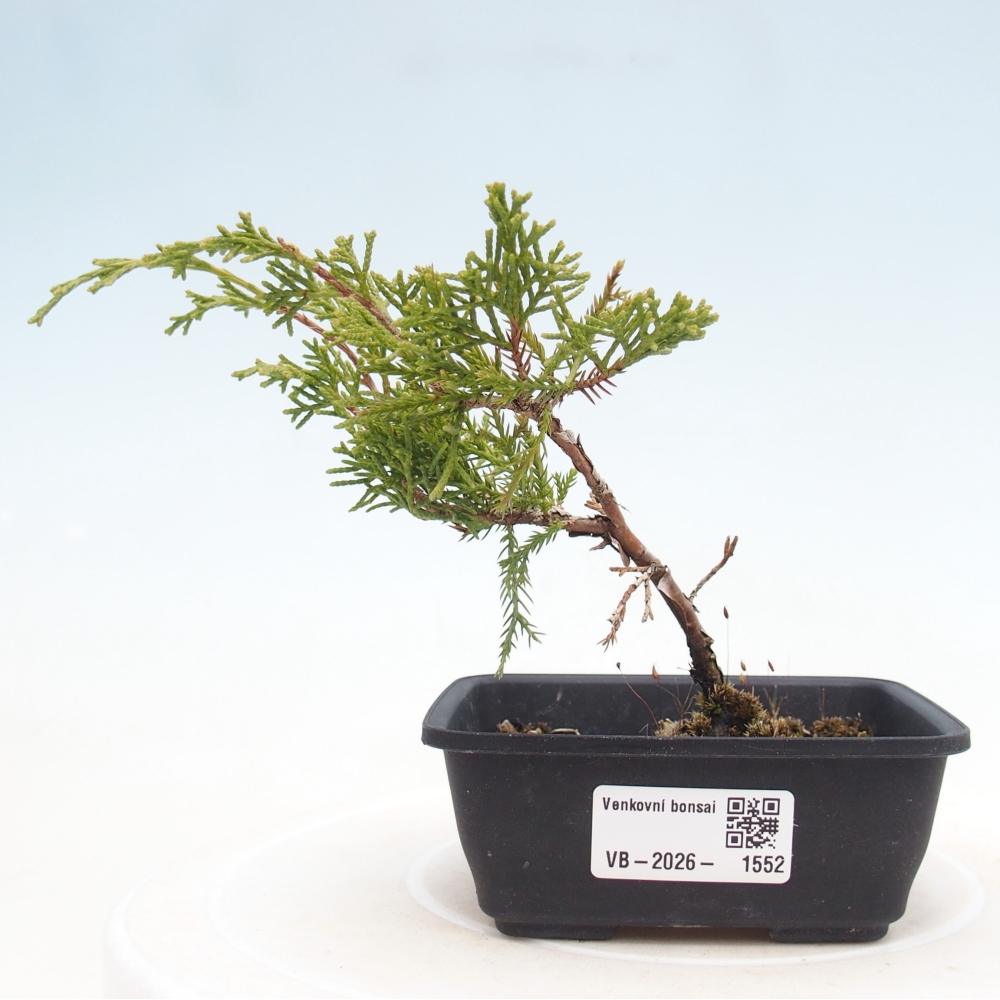 Bonsai für draußen - Juniperus chinensis Itoigawa