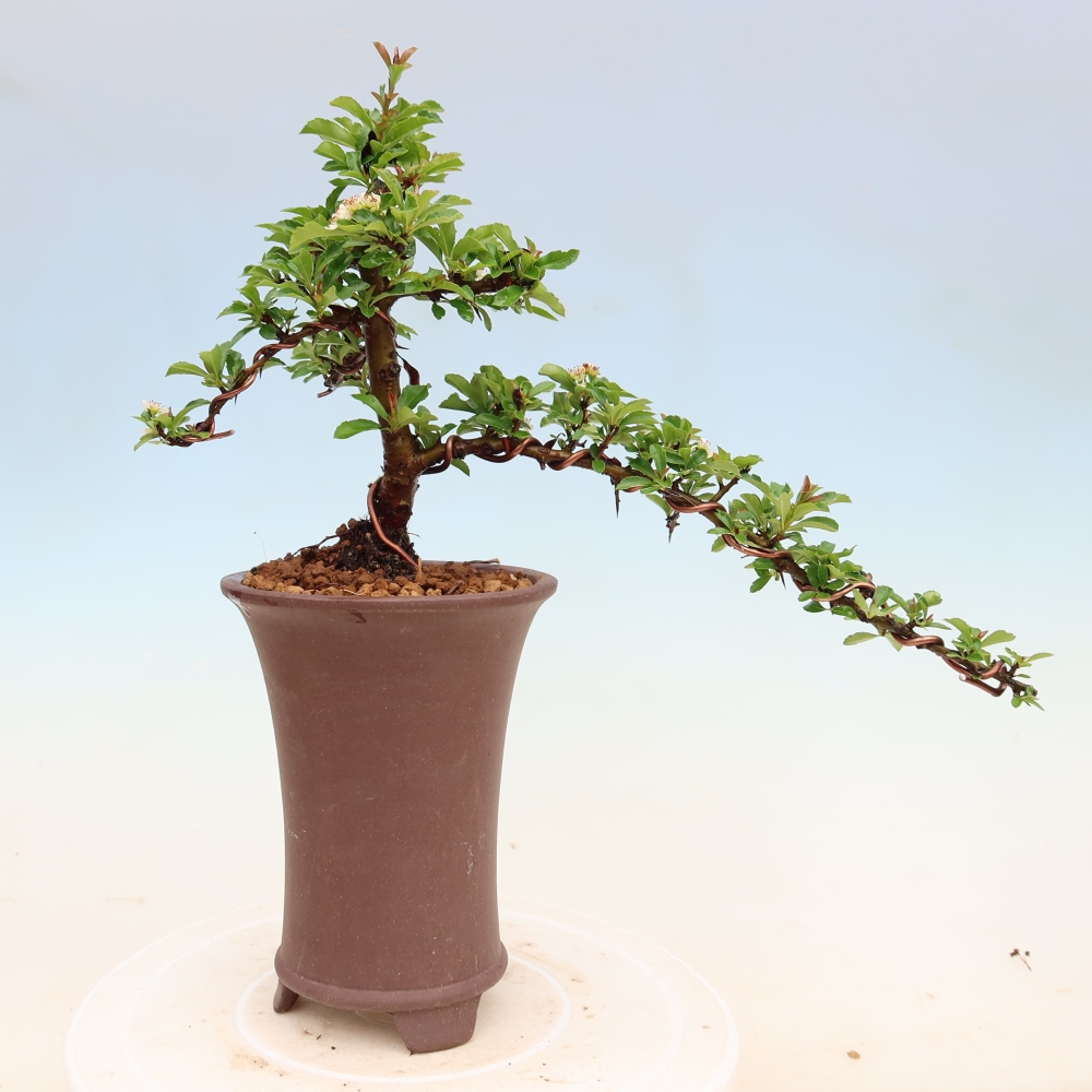 Bonsai für den Außenbereich – Pyracantha teton – Feuerdorn