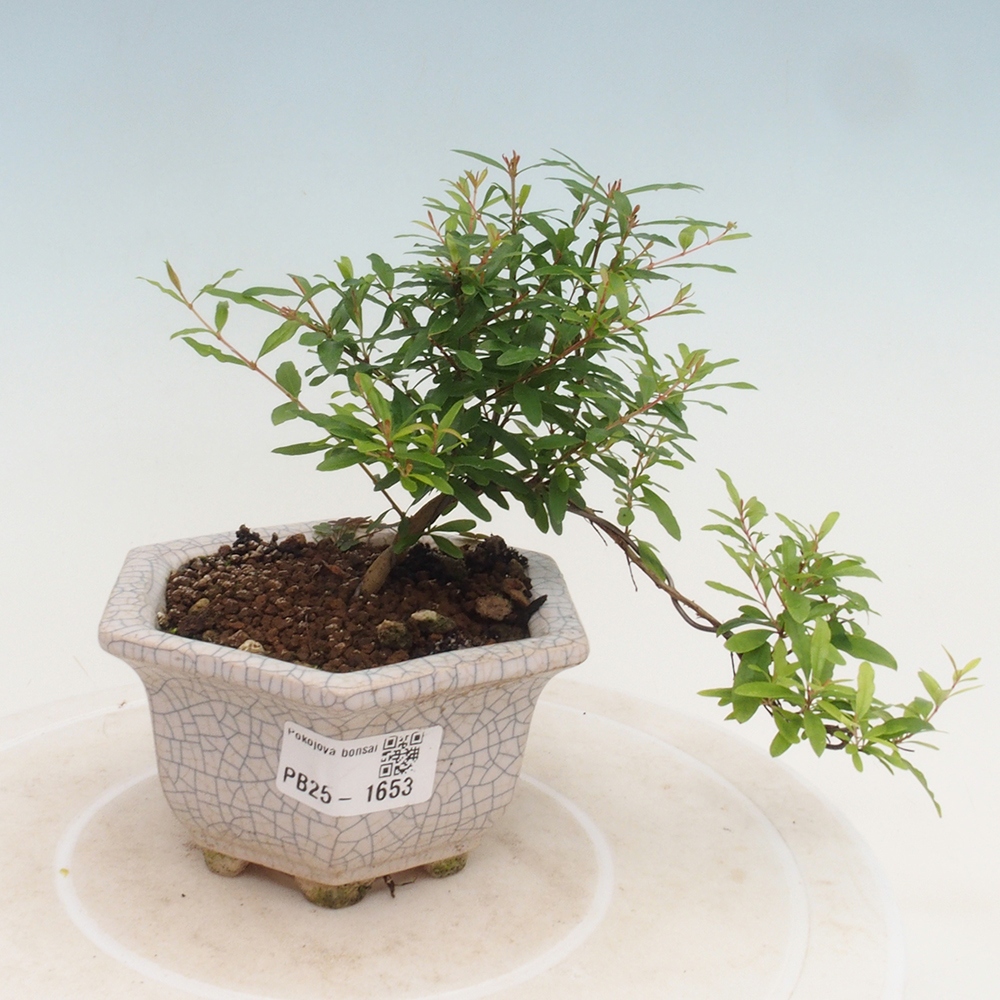 Zimmer Bonsai-PUNICA Granatum -Granatapfel