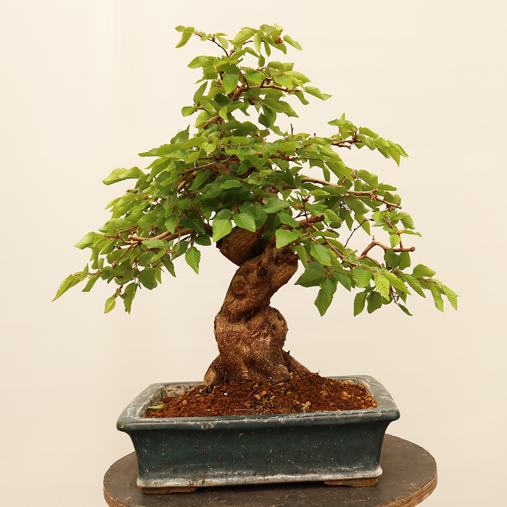 Bonsai im Freien - Carpinus Coreana - Koreanische Hainbuche