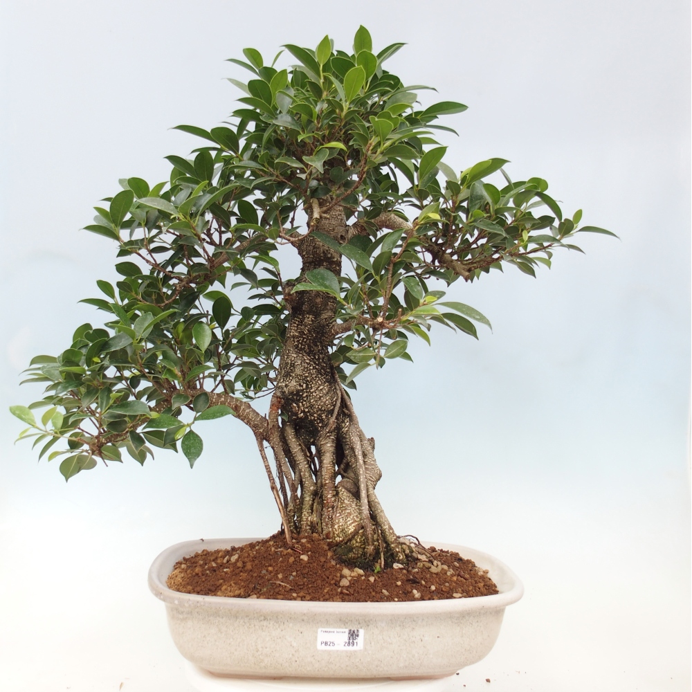 Zimmerbonsai - Ficus kimmen - kleinblättriger Ficus - NUR PERSÖNLICHE ABHOLUNG oder Palettentransport