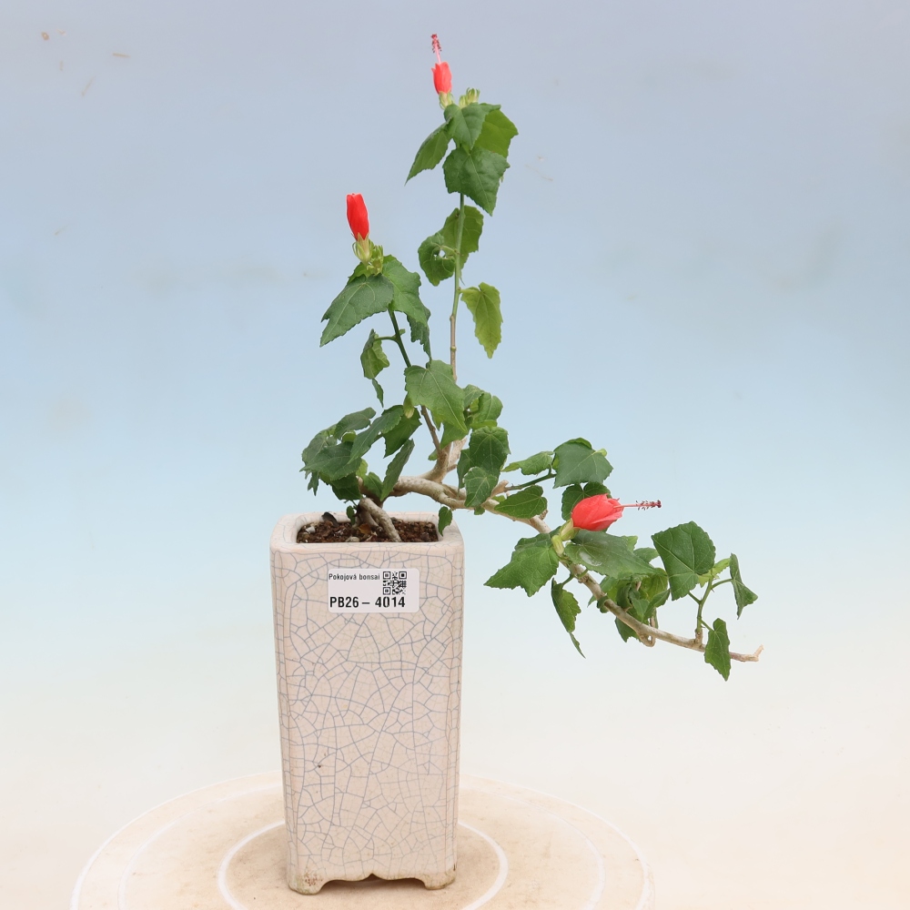Zimmerbonsai - Malvaviscus arboreus