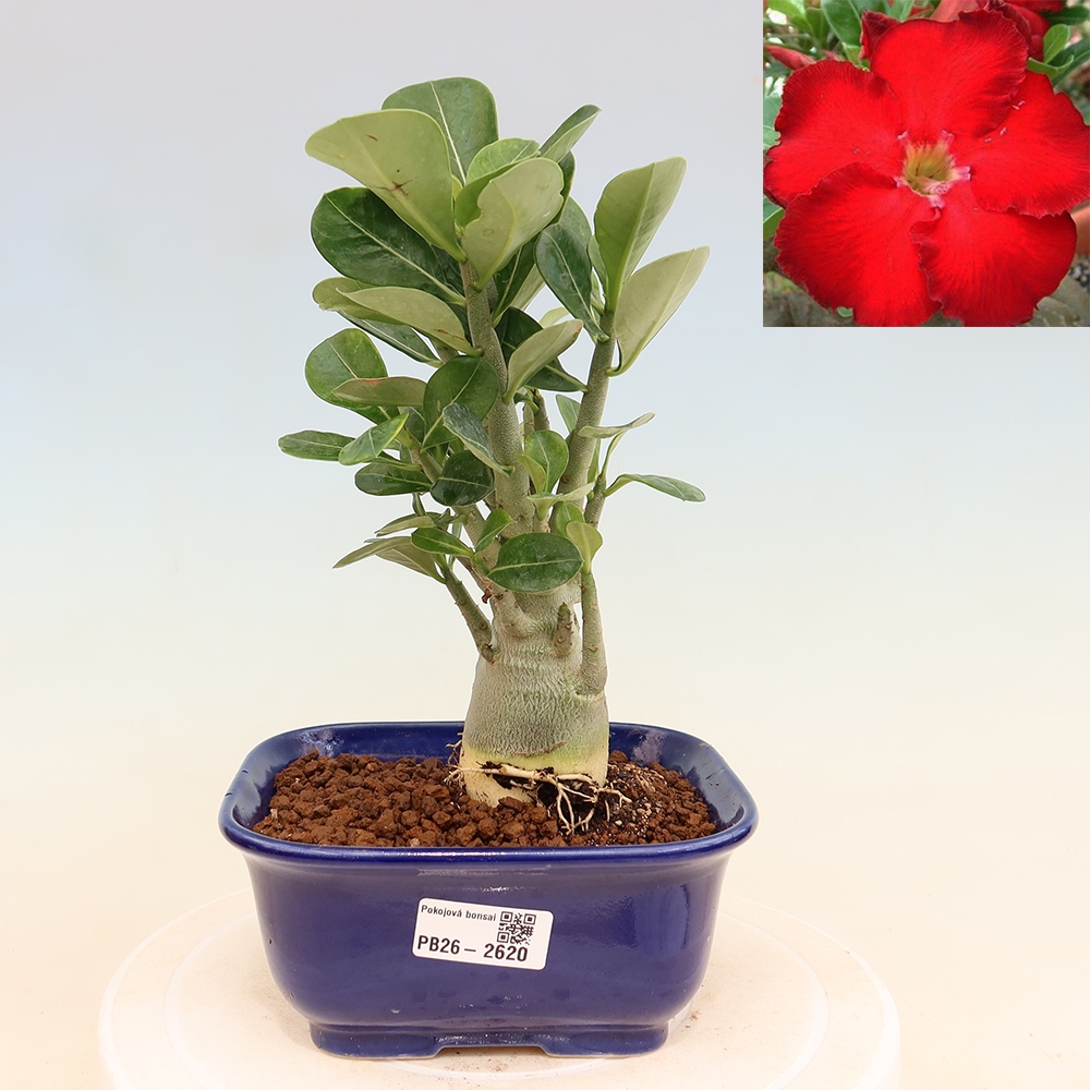 Zimmerbonsai – Adenium obesum „Red Star“ – Wüstenrose