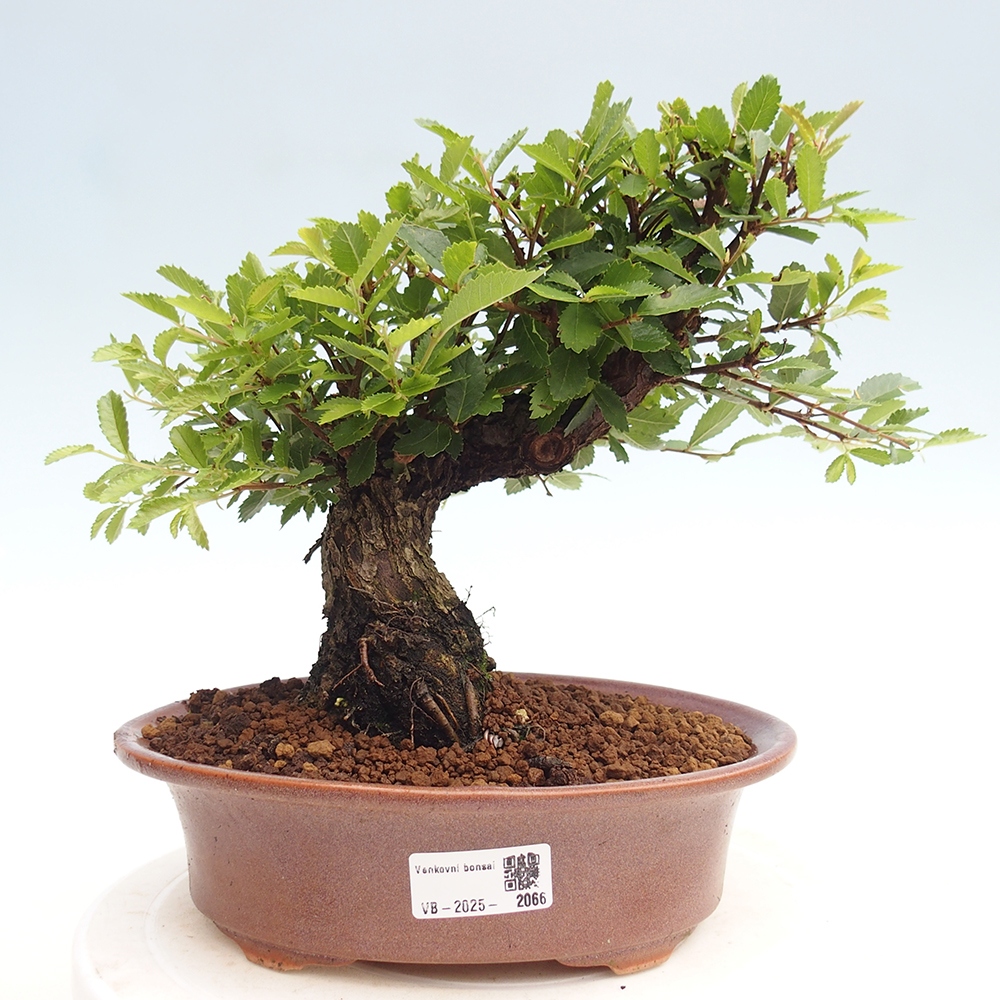 Bonsai im Freien - Zelkova - Zelkova NIRE