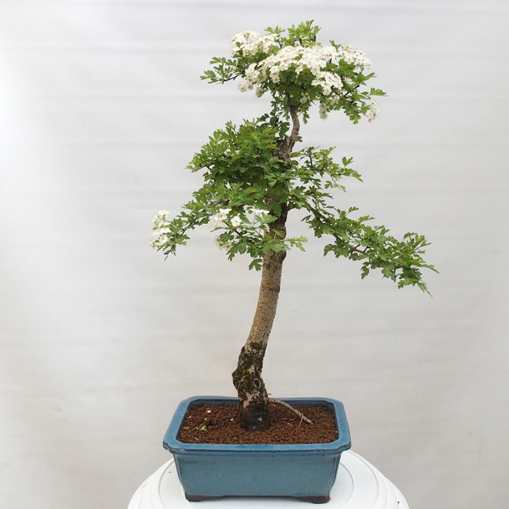 Bonsai im Freien - Weißdorn - Crataegus monogyna