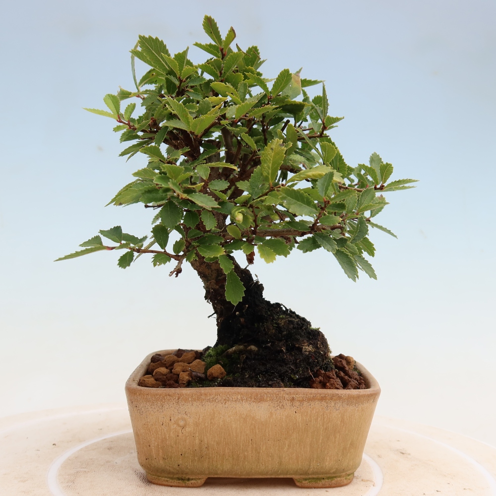 Bonsai für draußen - Zelkova - Zelkova NIRE