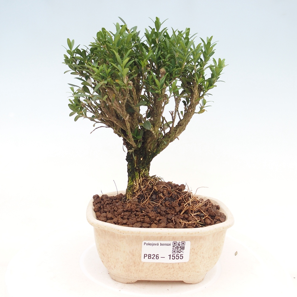 Zimmer Bonsai - Buxus harlandii - Korkbuxus