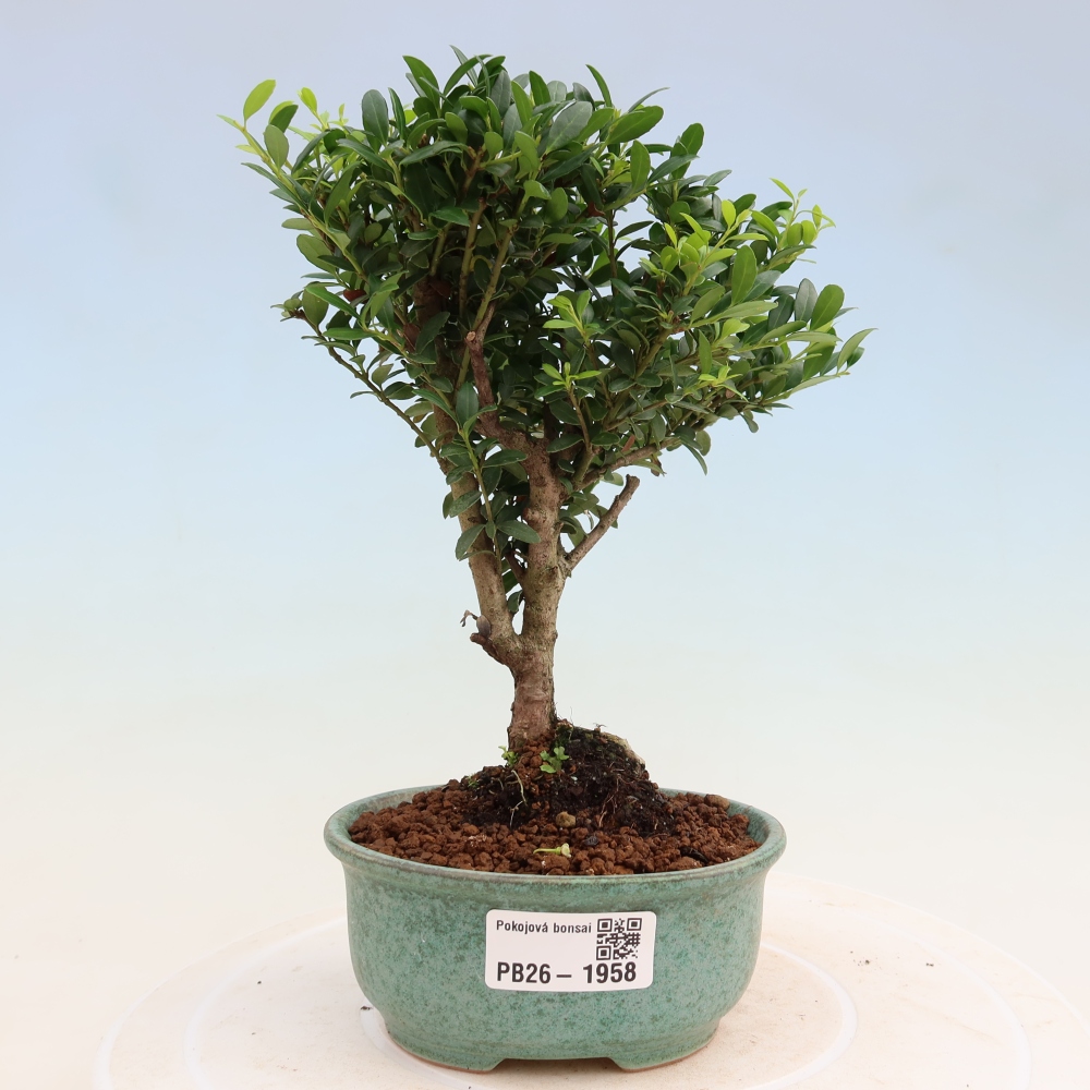 Zimmer Bonsai - Ilex crenata - Stechpalme