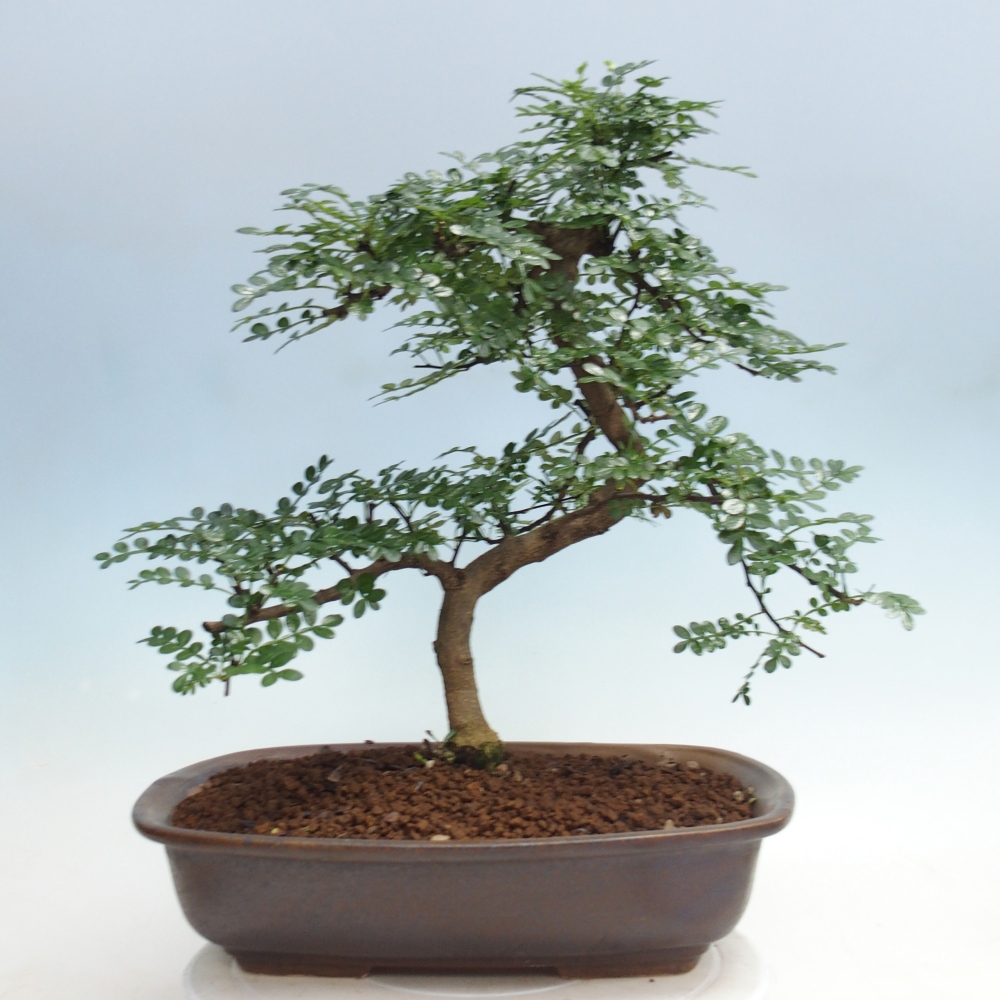 Zimmer Bonsai - Zantoxylum piperitum - Pfefferbaum