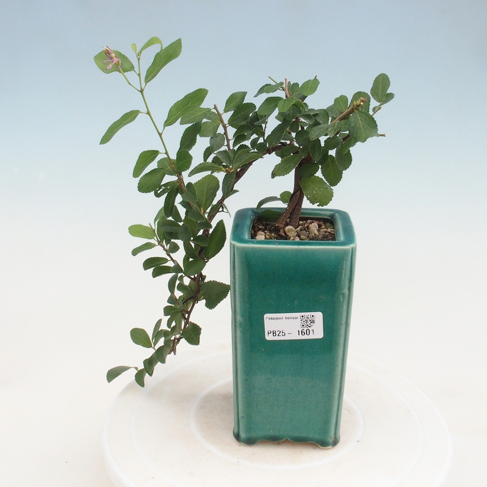 Zimmerbonsai - Grewia occidentalis - Lavendelstern