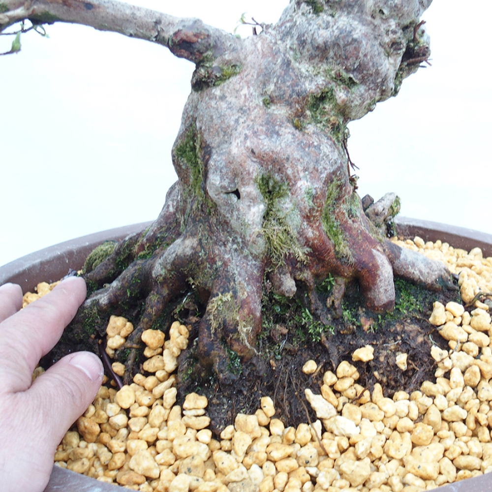 Bonsai im Freien - Japanische Azalee - Azalea Satsuki