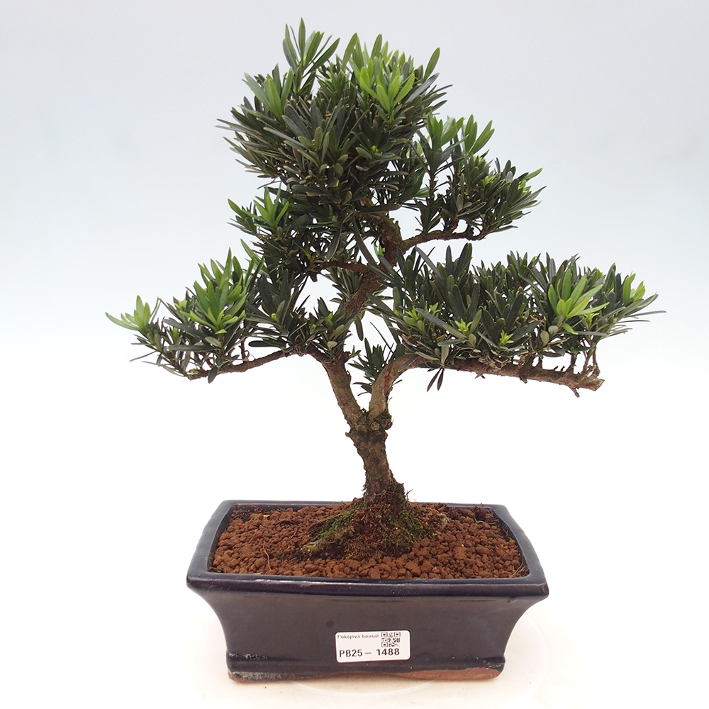 Indoor-Bonsai - Podocarpus - Stein tausend
