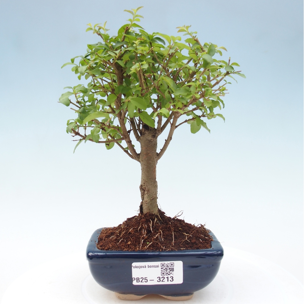 Zimmer Bonsai -Ligustrum chinensis - Vogelschnabel
