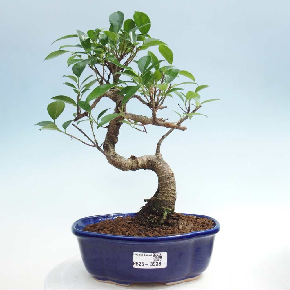 Zimmerbonsai - Ficus retusa - Kleinblättriger Ficus