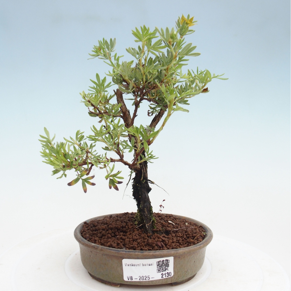 Outdoor-Bonsai-Fingerkraut - Potentila fruticosa gelber Vogel