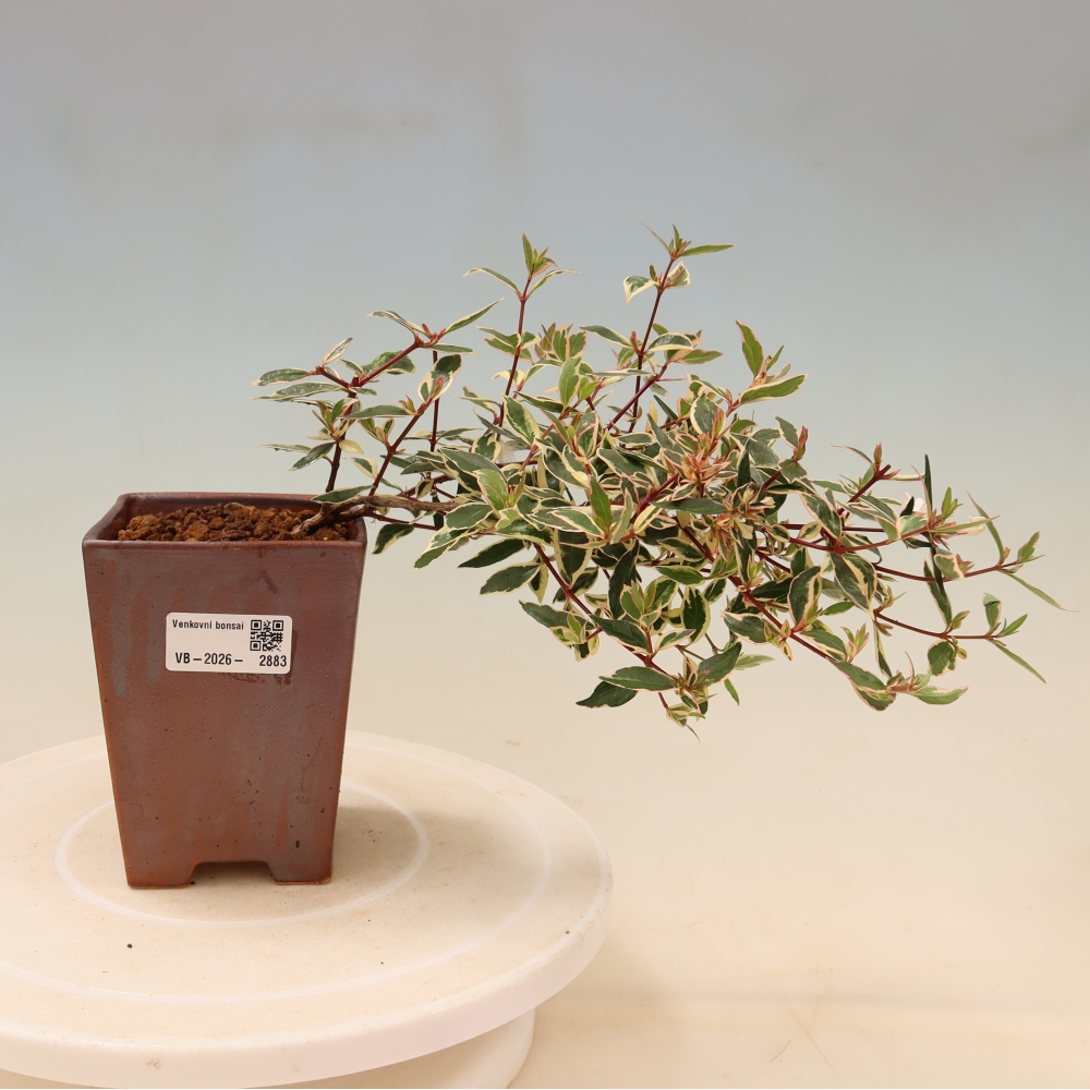 Bonsai für den Außenbereich – Abelia gr. Confetti – Großblütige Abelie