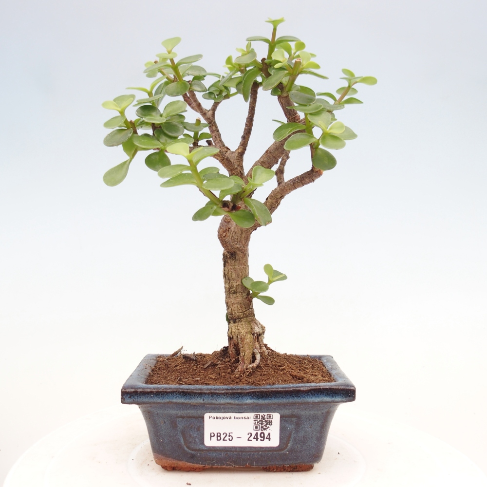 Zimmerbonsai - Portulakaria Afra - Tlustice