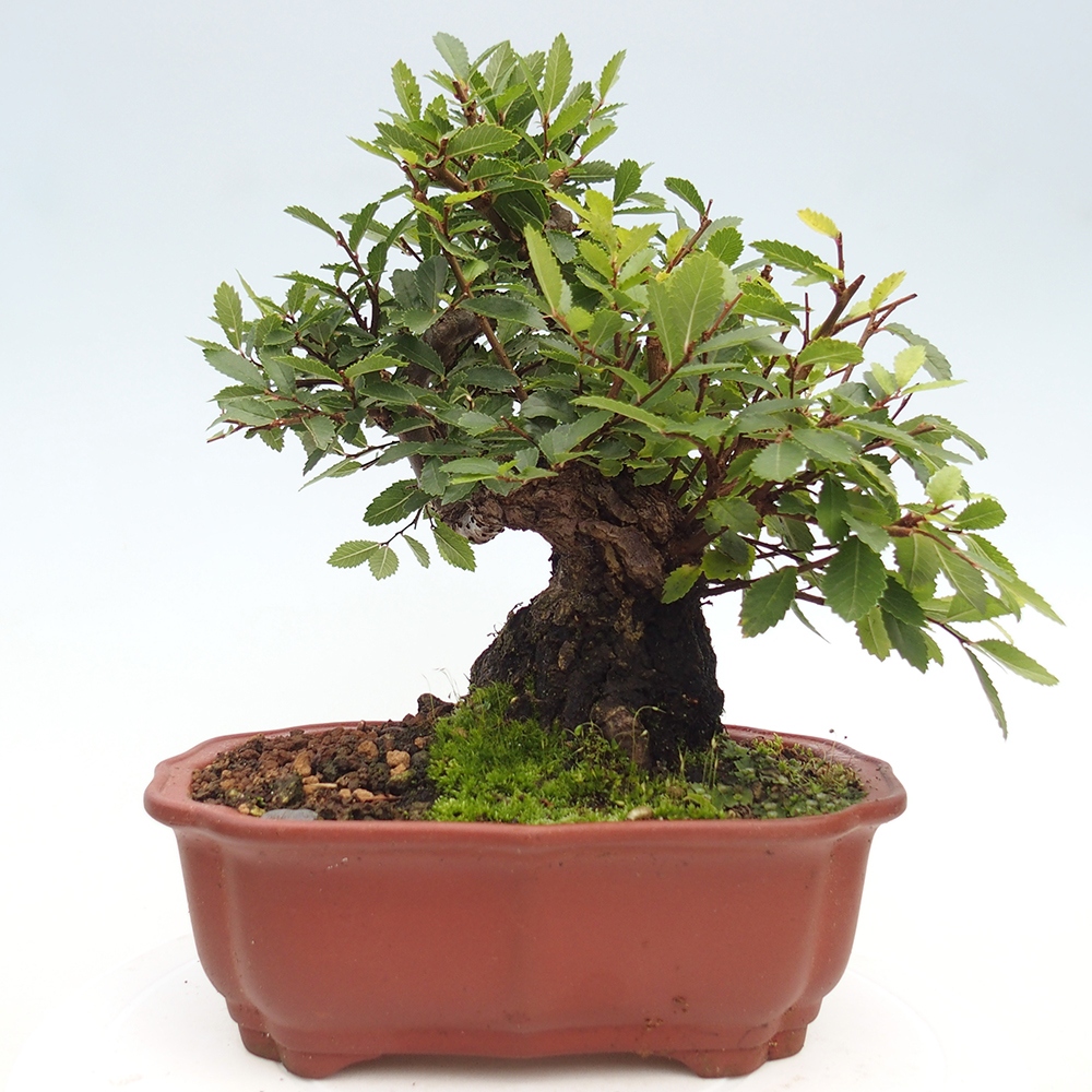 Bonsai im Freien - Zelkova - Zelkova serrata