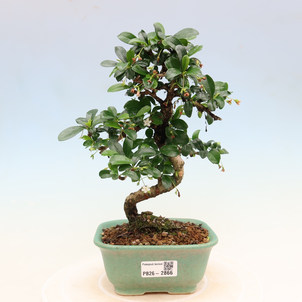 Zimmer-Bonsai - Carmona macrophylla - Tee-Fuki