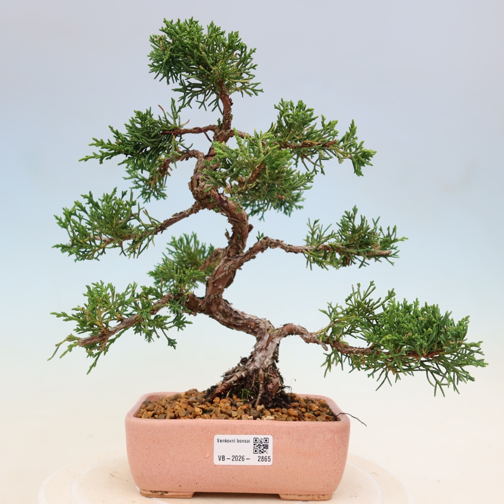 Bonsai für draußen - Juniperus chinensis Kishu