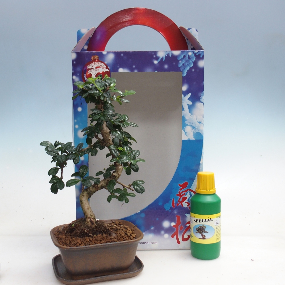 Zimmerbonsai im Geschenkkarton