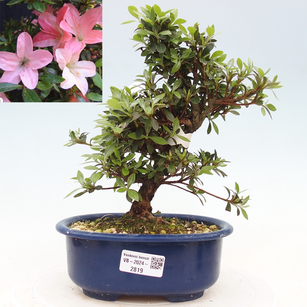 Bonsai im Freien - Japanische Azalee - Azalea Nikko