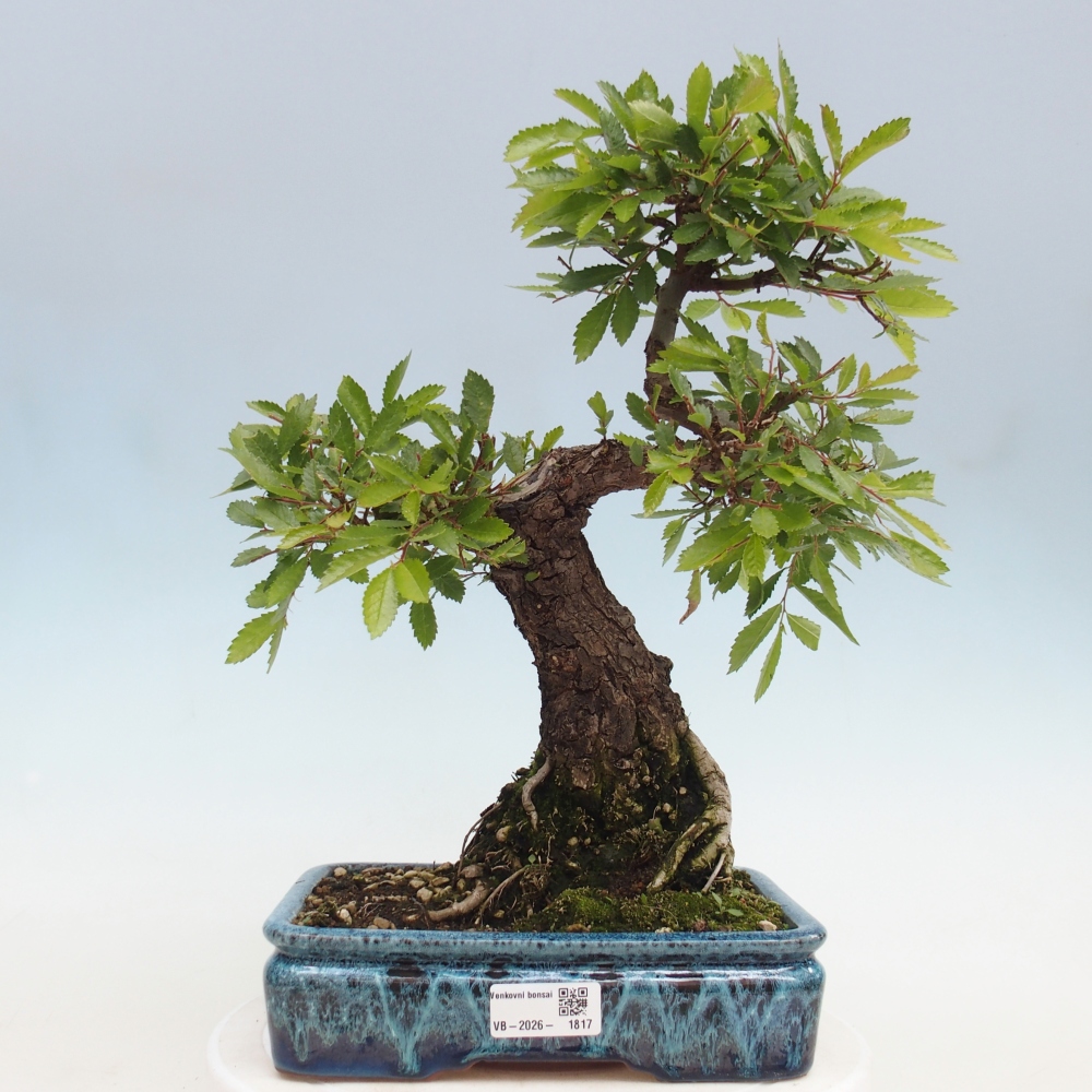 Bonsai für draußen - Zelkova - Zelkova NIRE