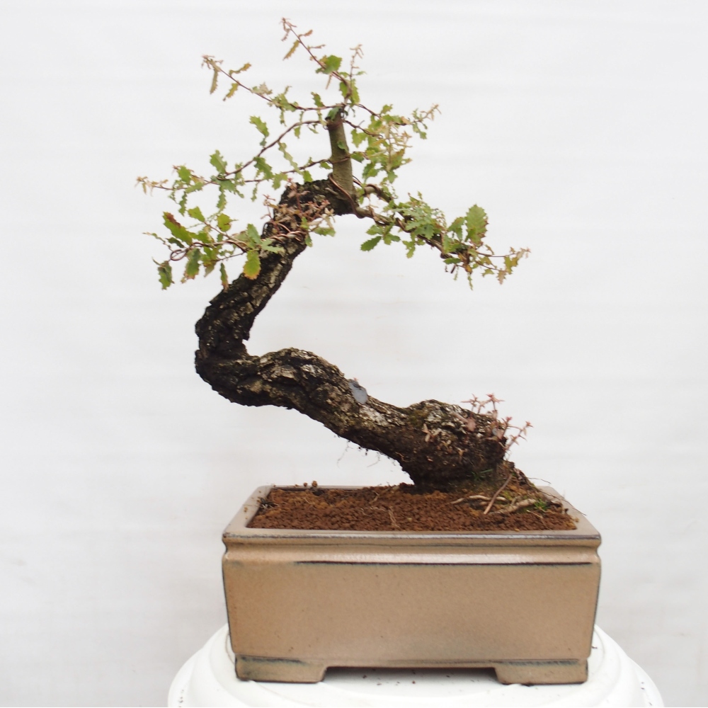 Yamadori - Quercus Ilex - Steineiche