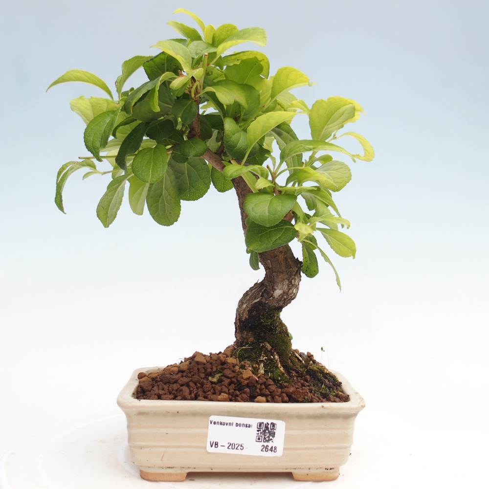 Outdoor-Bonsai - Celastrus Jesenec