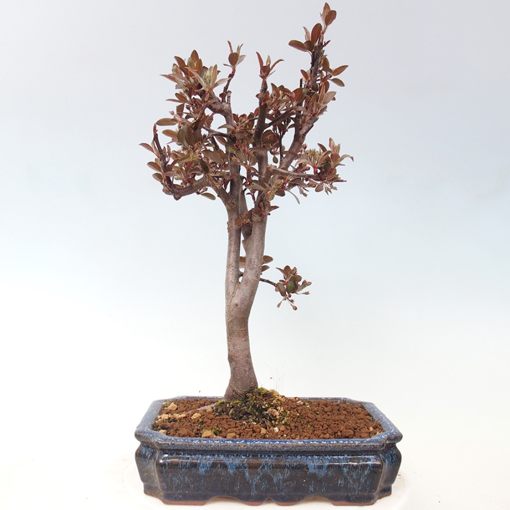 Outdoor-Bonsai -Malus domestica - Kleinfrüchtiger rotblättriger Apfelbaum