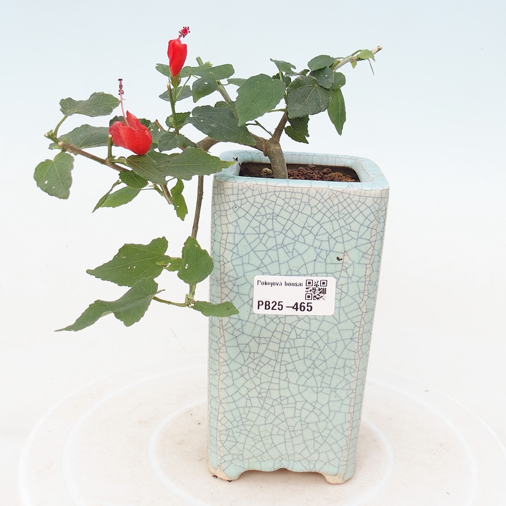 Zimmerbonsai - Malvaviscus arboreus - holziger Hibiskus
