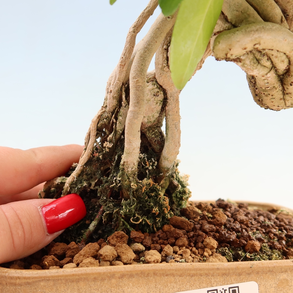 Zimmerbonsai - Premna serratifolia - Kozlovna malolista