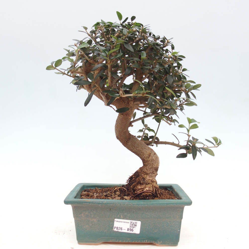Zimmerbonsai - Olea europaea sylvestris