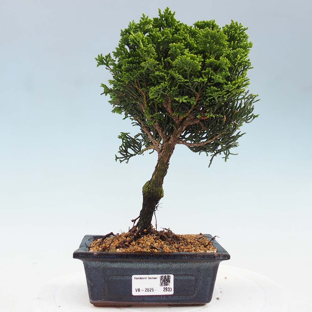 Outdoor-Bonsai - Cham.pis obtusa Nana Gracilis - Zypresse