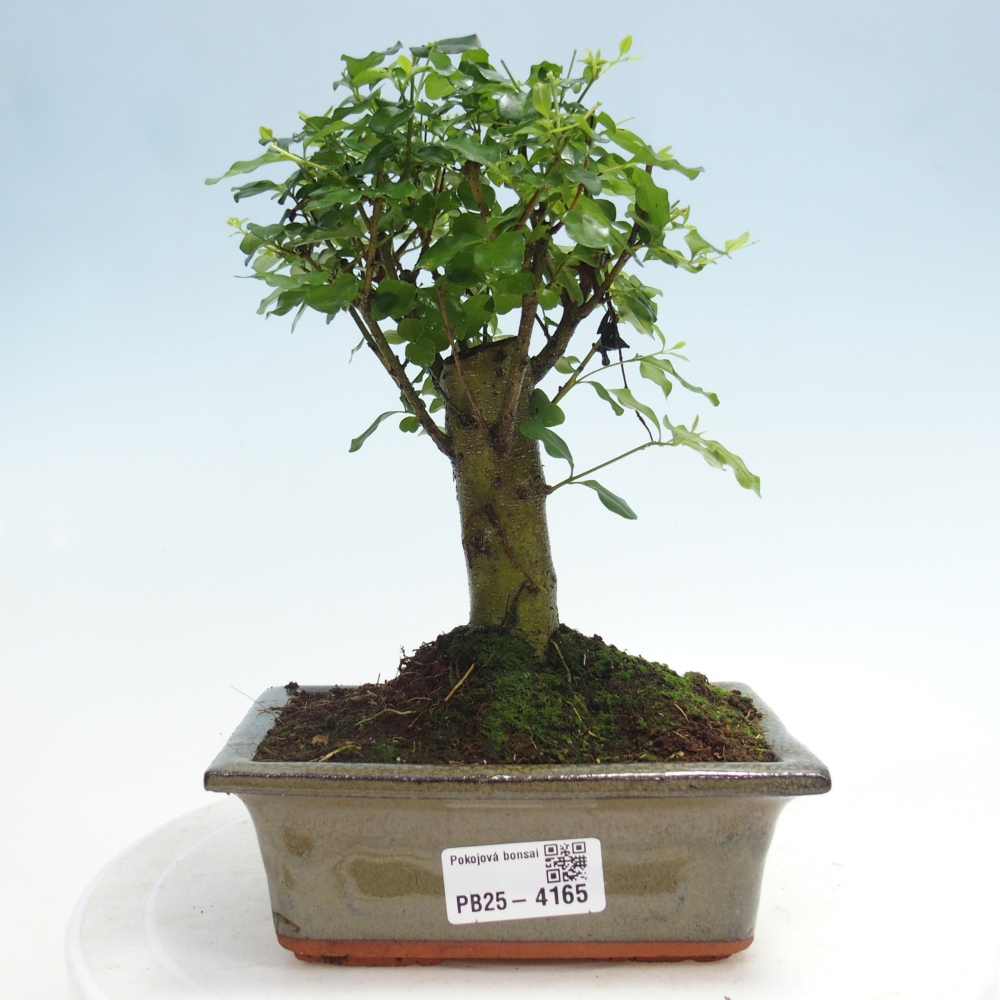 Zimmer Bonsai -Ligustrum chinensis - Vogelschnabel
