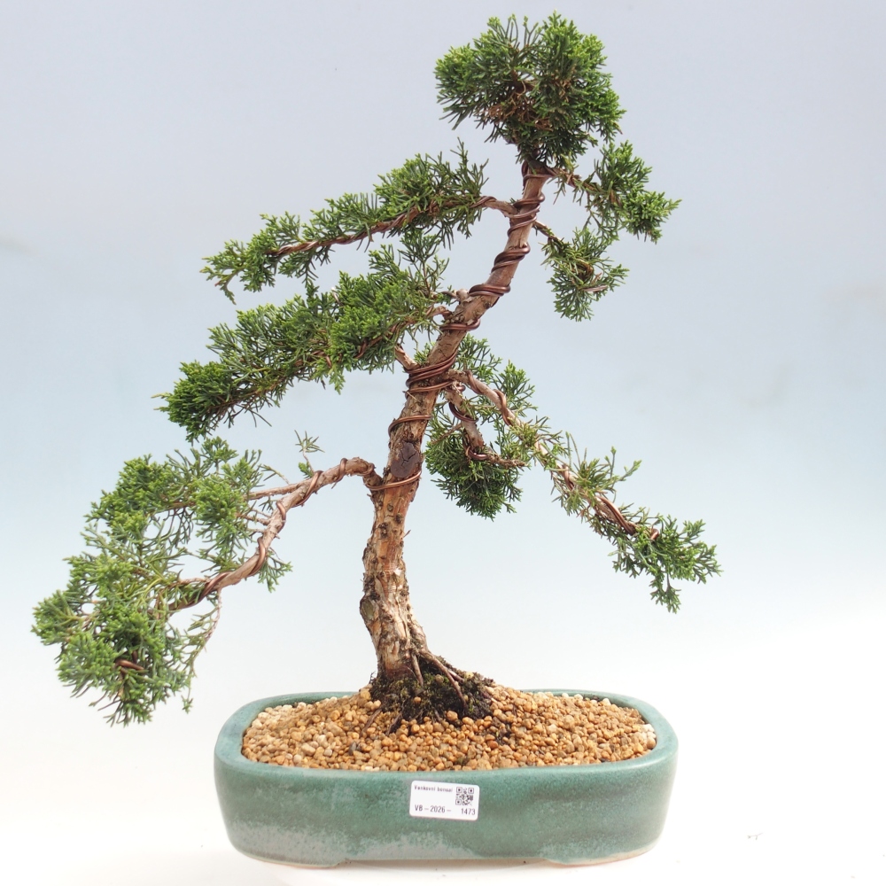 Bonsai für draußen - Juniperus chinensis Kishu