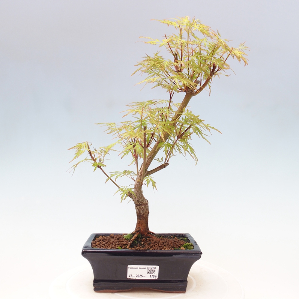 Bonsai im Freien - Acer palmatum Dissectum - japanischer Ahorn 