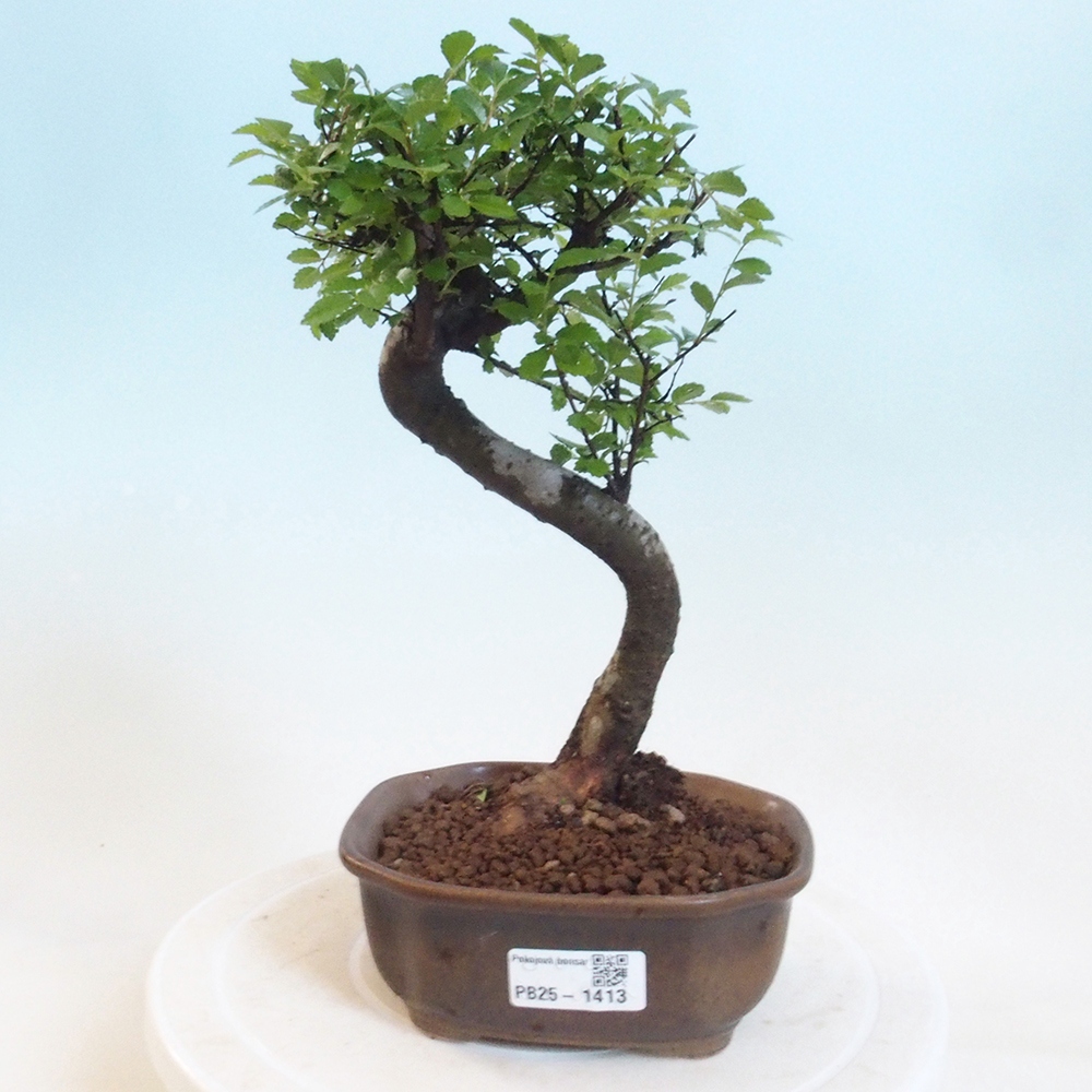 Zimmer Malolistý Ulme Bonsai