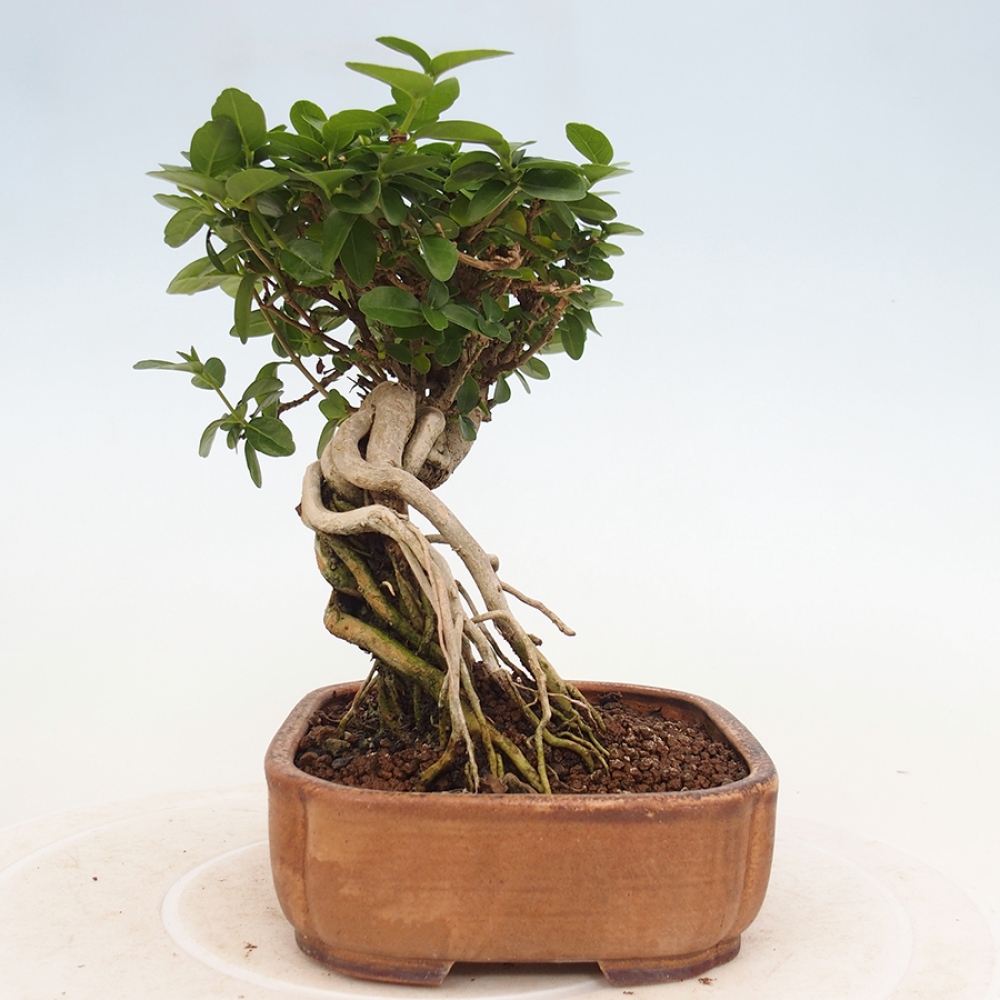 Zimmerbonsai - Premna serratifolia - Kozlovon kleinblättrig