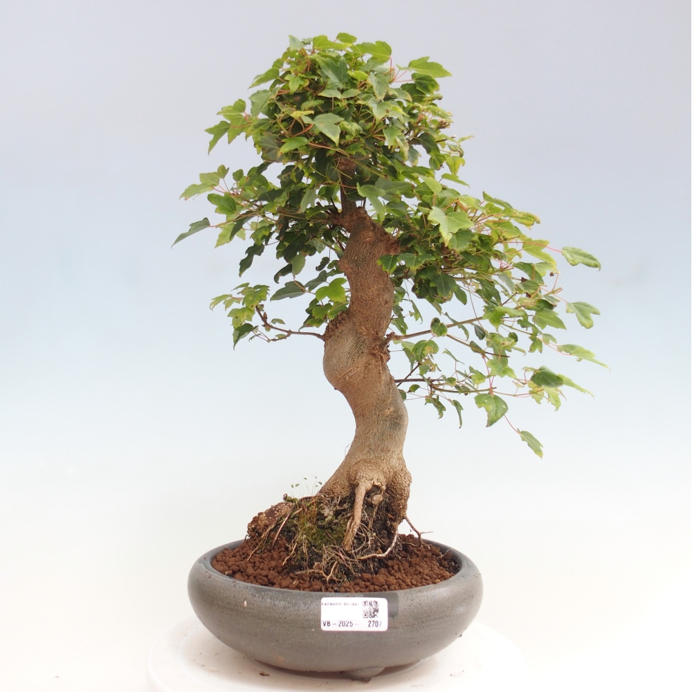 Bonsai im Freien - Ahorn Buergerianum - Burger Maple