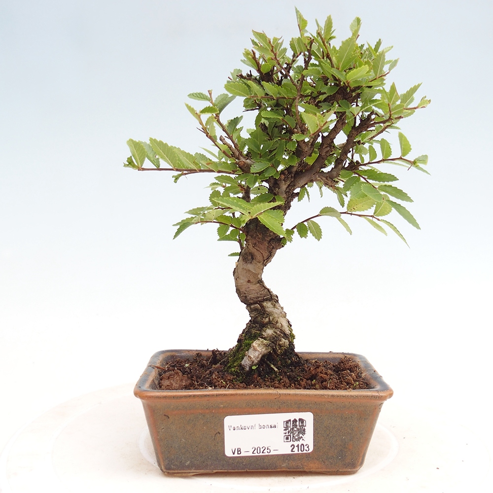 Bonsai im Freien - Zelkova - Zelkova NIRE