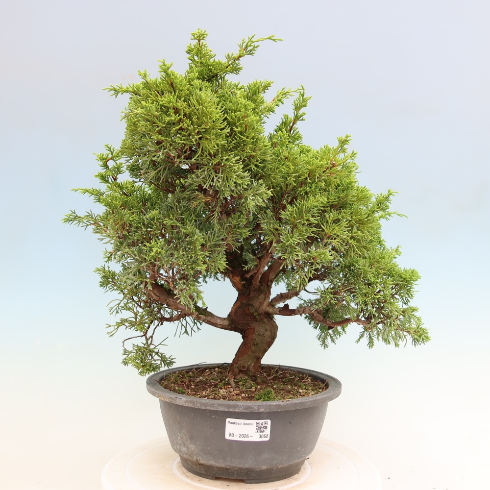 Bonsai für draußen - Juniperus chinensis Itoigawa-Juniperus chinensis
