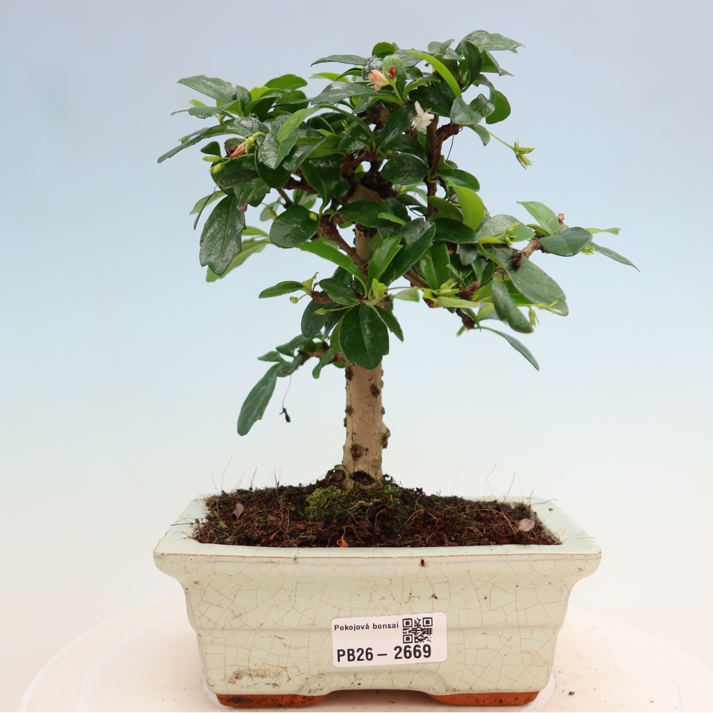 Zimmer-Bonsai - Carmona macrophylla - Tee-Fuki