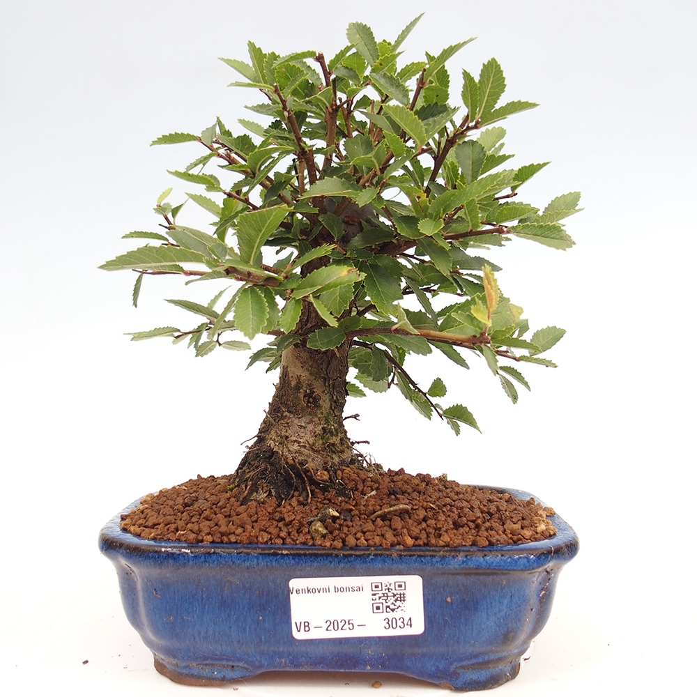 Bonsai im Freien - Zelkova - Zelkova NIRE